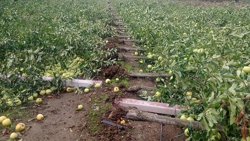 CAP solidária com agricultores afetados pela tempestade Kirk