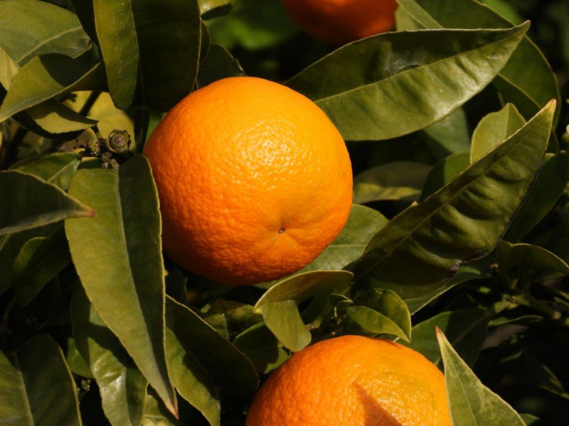 Maiores produtores de citrinos da Europa reunidos na Córsega